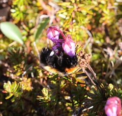 Bombus hyperboreus