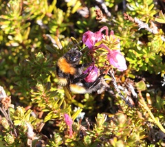 Bombus hyperboreus