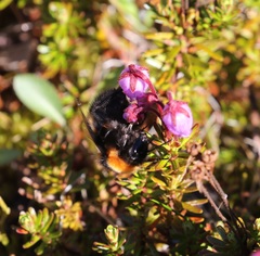 Bombus hyperboreus