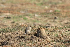 Tachyoryctes macrocephalus