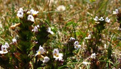 Euphrasia tetraquetra