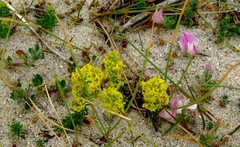 Galium arenarium
