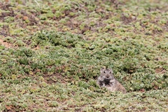 Arvicanthis blicki