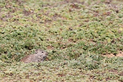 Arvicanthis blicki