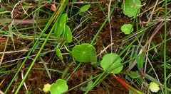 Hydrocotyle vulgaris