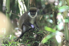 Chlorocebus djamdjamensis