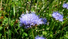 Jasione