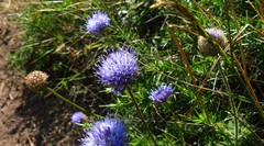 Jasione
