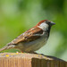 Italian Sparrow - Photo (c) Gianmaria Marchese, some rights reserved (CC BY-NC), uploaded by Gianmaria Marchese
