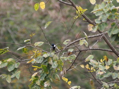 Parus minor commixtus