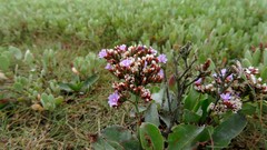 Limonium normannicum