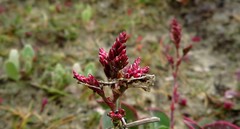 Limonium normannicum
