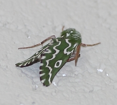 Drepanogynis bifasciata