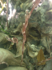 Danhatchia australis