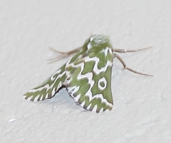 Drepanogynis bifasciata