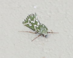 Drepanogynis bifasciata