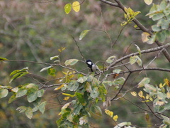 Parus minor commixtus