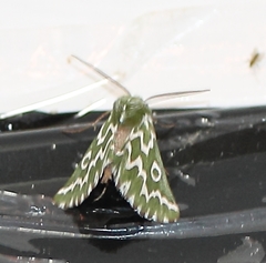 Drepanogynis bifasciata