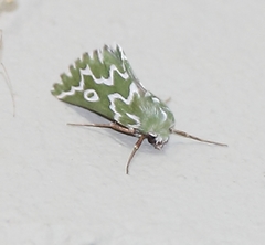 Drepanogynis bifasciata