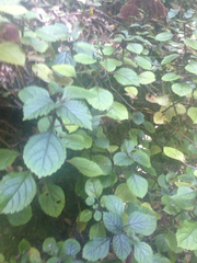 Plectranthus ciliatus