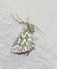 Drepanogynis bifasciata