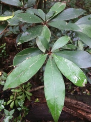 Englerophytum natalense