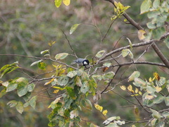 Parus minor commixtus