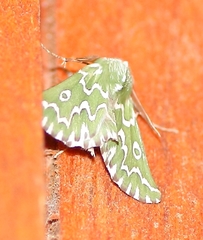 Drepanogynis bifasciata