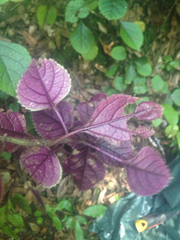 Plectranthus ciliatus