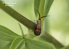 Nemophora cupriacella