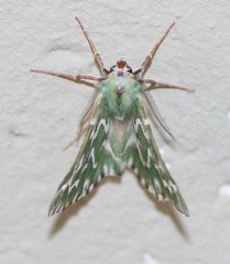 Drepanogynis bifasciata