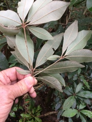 Englerophytum natalense