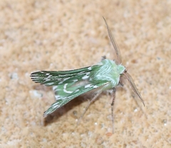 Drepanogynis bifasciata