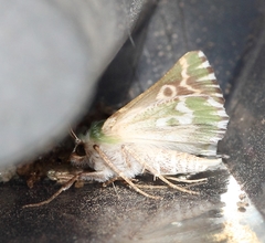 Drepanogynis bifasciata