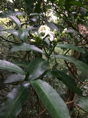 Tabernaemontana ventricosa