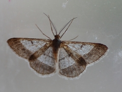 Isturgia deerraria