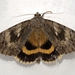 Yellow-banded Underwing - Photo (c) Ilona L, some rights reserved (CC BY-NC-SA)