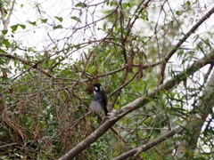 Parus minor commixtus