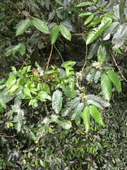 Oxyanthus speciosus