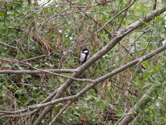 Parus minor commixtus