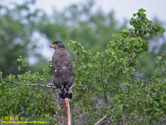 Spilornis cheela spilogaster