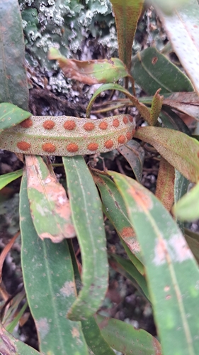 Image of Pleopeltis polylepis by (c) Gustavo ZaRo, some rights reserved (CC BY)