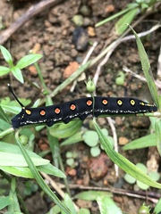 Theretra oldenlandiae