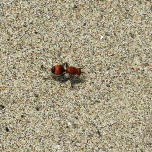 Dasymutilla bioculata