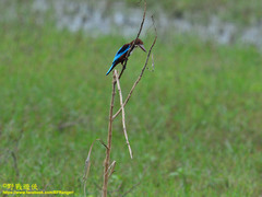 Halcyon smyrnensis fusca