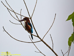 Halcyon smyrnensis fusca