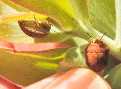 Steganocerus multipunctatus