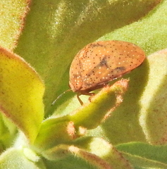 Steganocerus multipunctatus