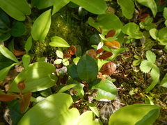 Gaultheria procumbens image