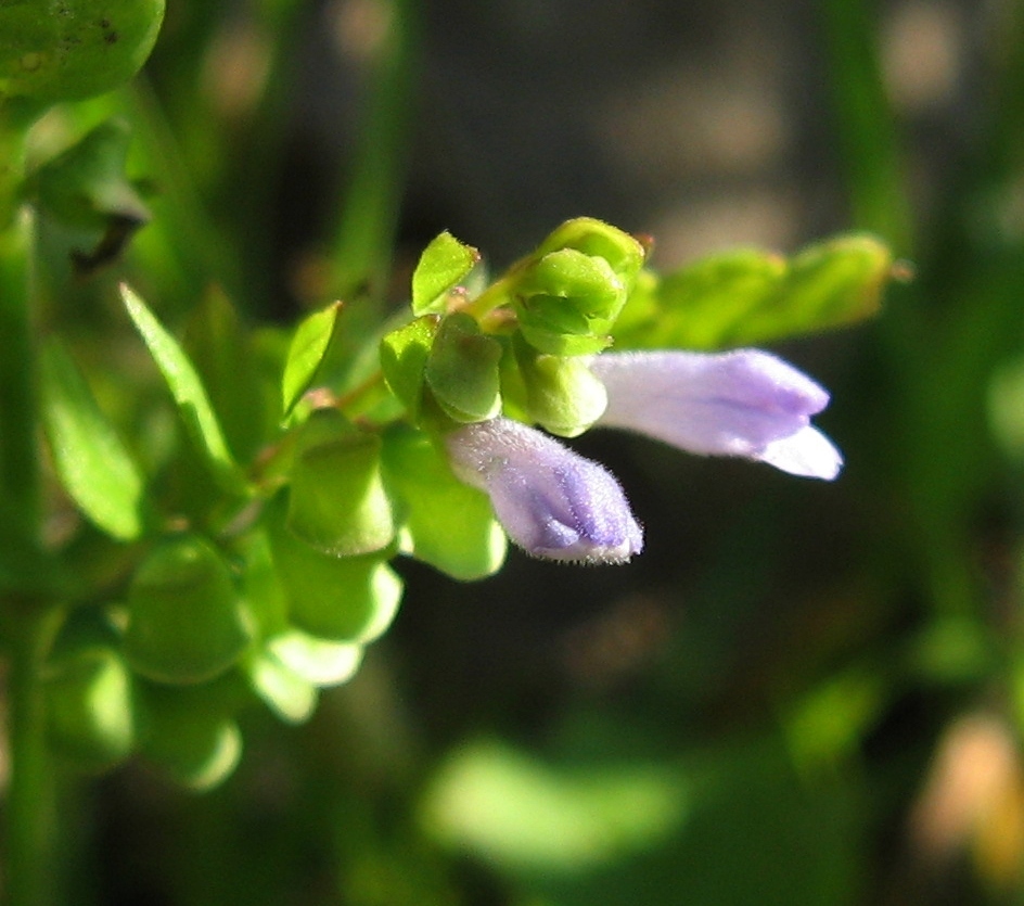 sideflowering skullcap (Field Botany OCPs Comprehensive Guide 2023